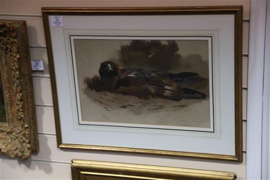 Archibald Thorburn (1860-1935) Eagle sitting on nest 11 x 16.5in.